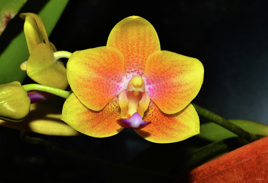 Sara Gold Orchid 002 Photograph by George Bostian