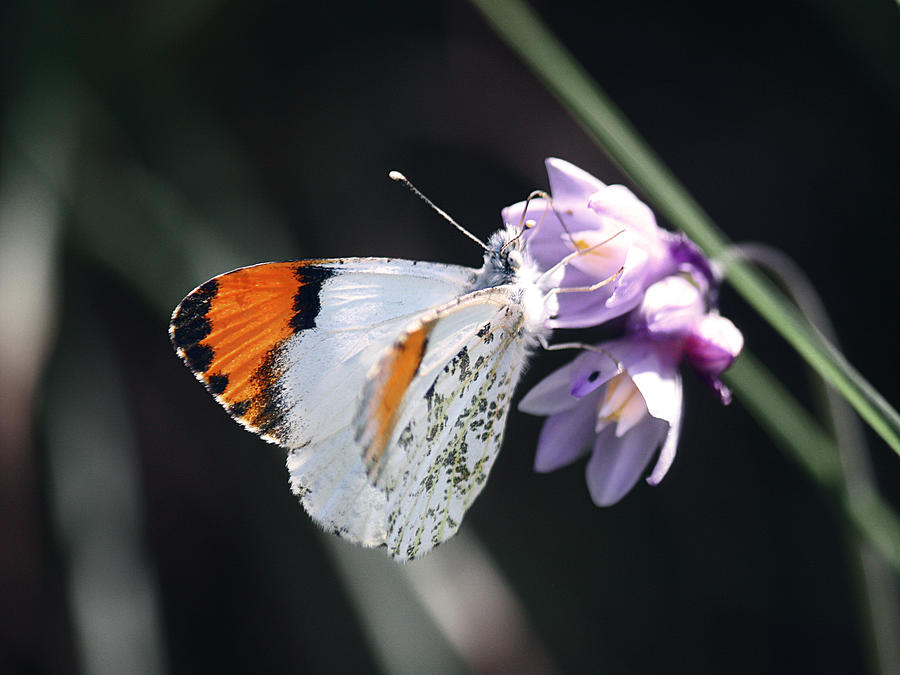 Butterfly Photograph - Sara Orange-tip on Wild Hyacinth by Christian Alvez
