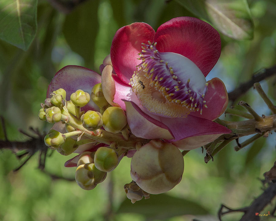 Temple Photograph - Sara Tree or Cannonball Tree Flower and Buds DTHN0195 by Gerry Gantt