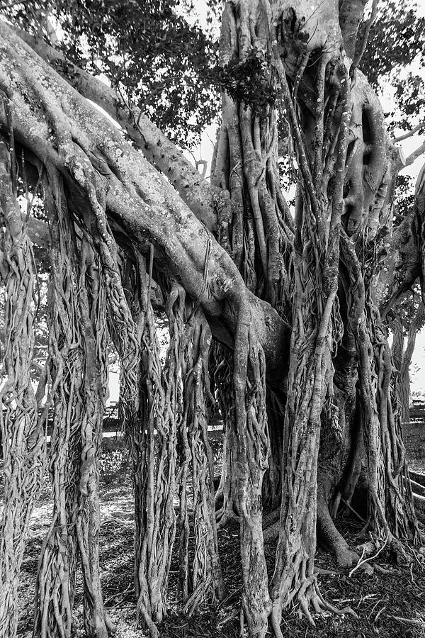 Sarasota Banyan Photograph by Robert Wilder Jr