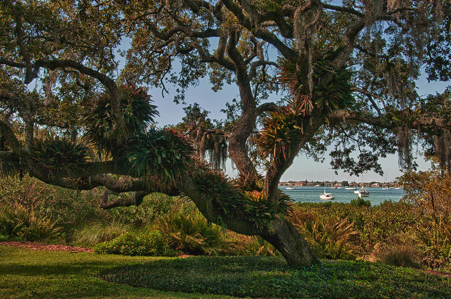 Sarasota Bay View Photograph by Mitch Spence