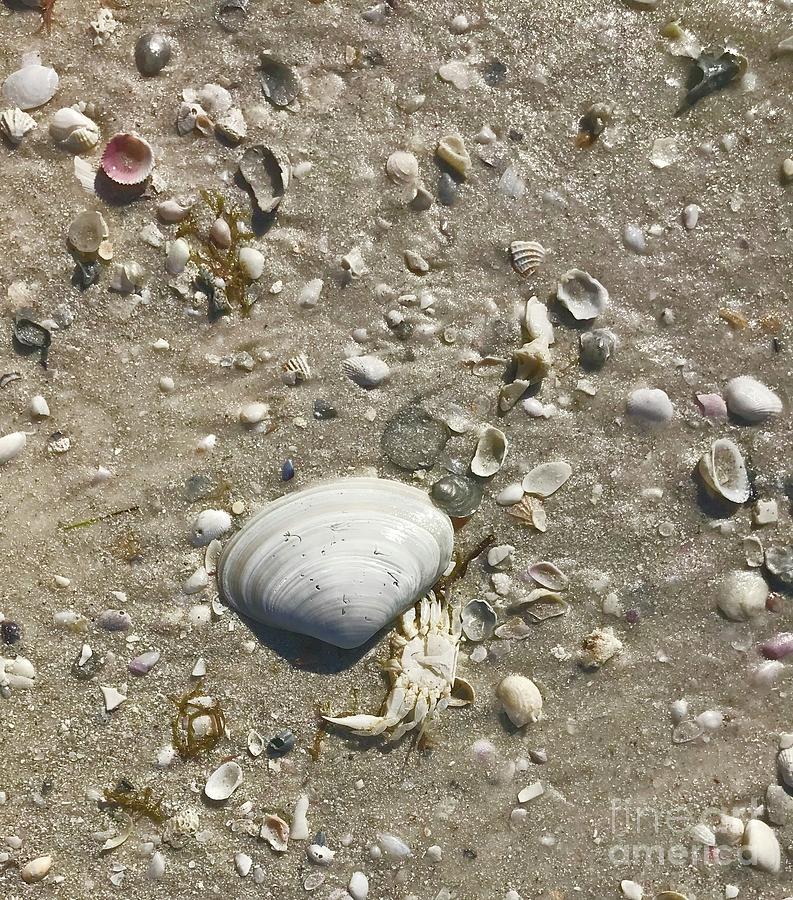 Sarasota County Shells Photograph by Suzanne Lorenz