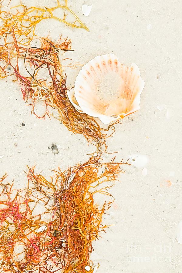 Sarasota Still Life - Seashore Photograph by Marilyn Cornwell
