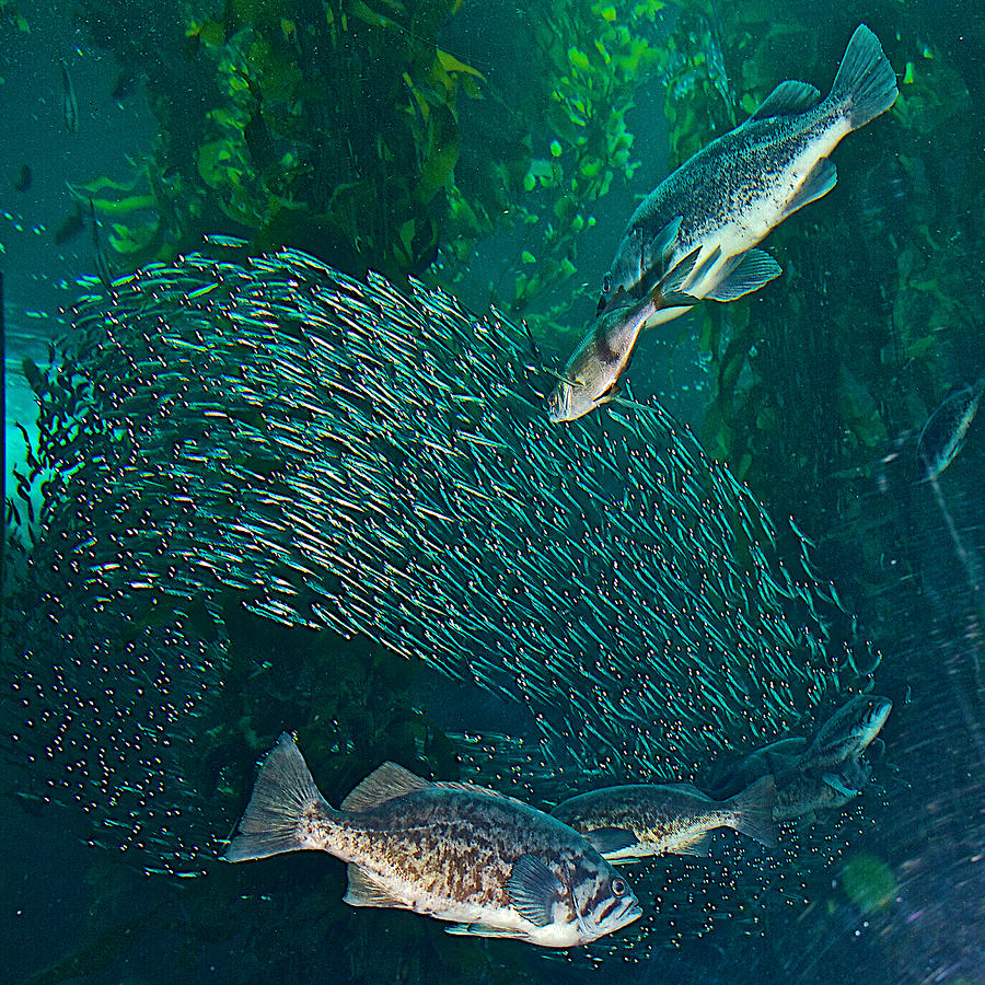 Sardine Frenzy in Monterey Aquarium-California  Photograph by Ruth Hager