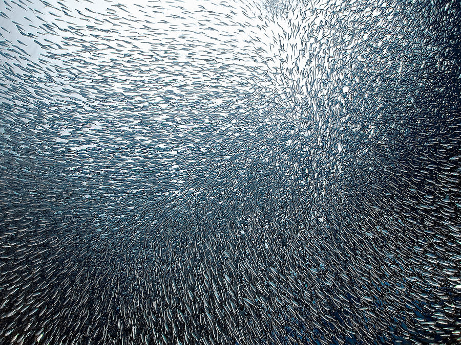 Fish Photograph - Sardines Firework by Henry Jager