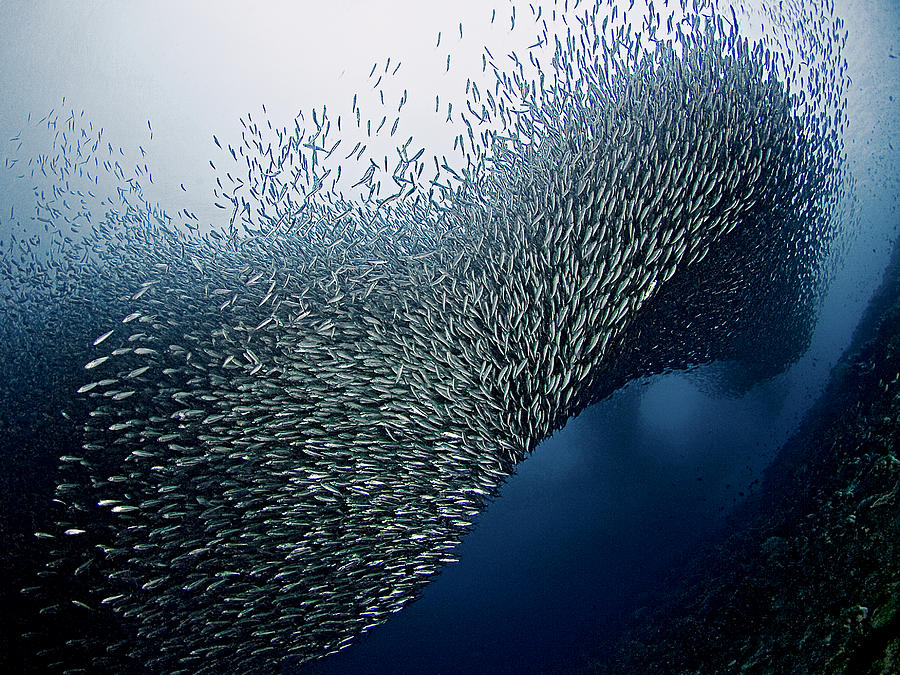 Sardines Tornado Photograph by Henry Jager