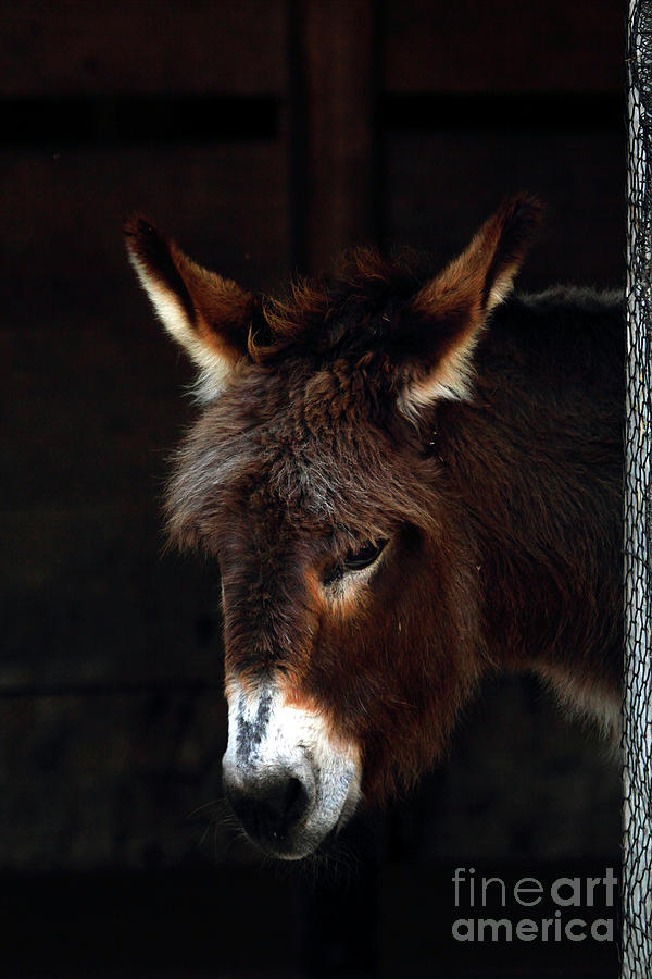 Sardinian Donkey Photograph by John Van Decker