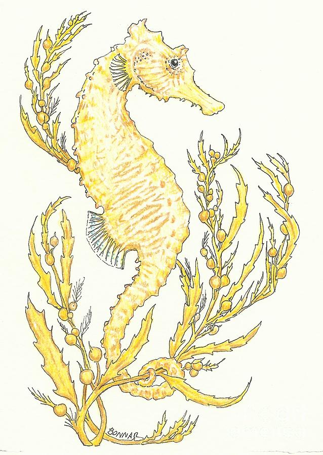 Sargasso Seahorse Drawing
