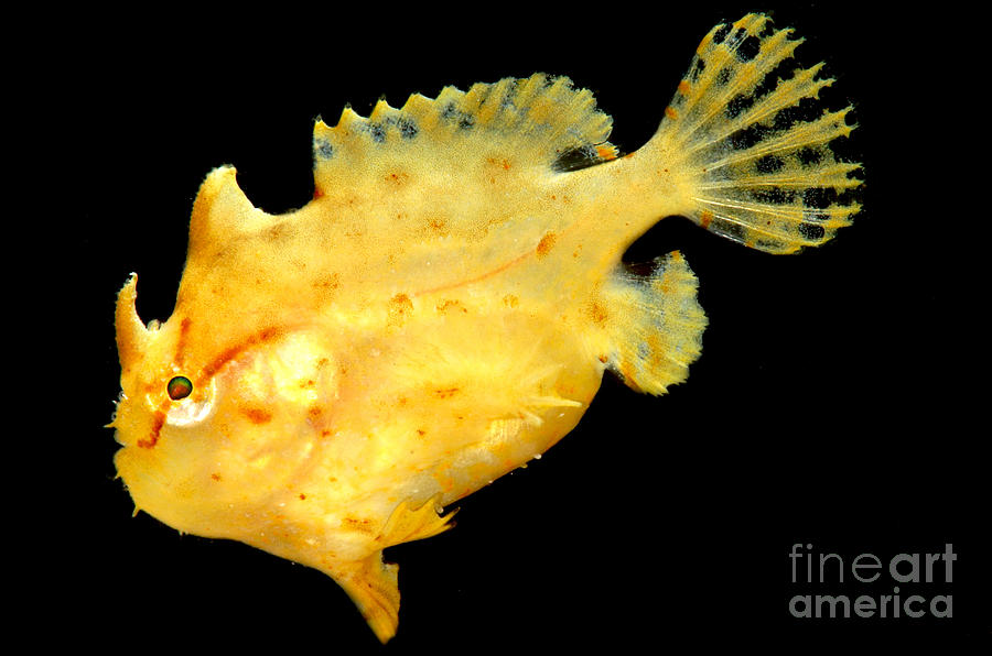 Sargassum Anglerfish Photograph by Dant Fenolio