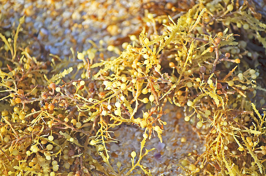 Sargassum Seaweed Photograph by Kenneth Albin