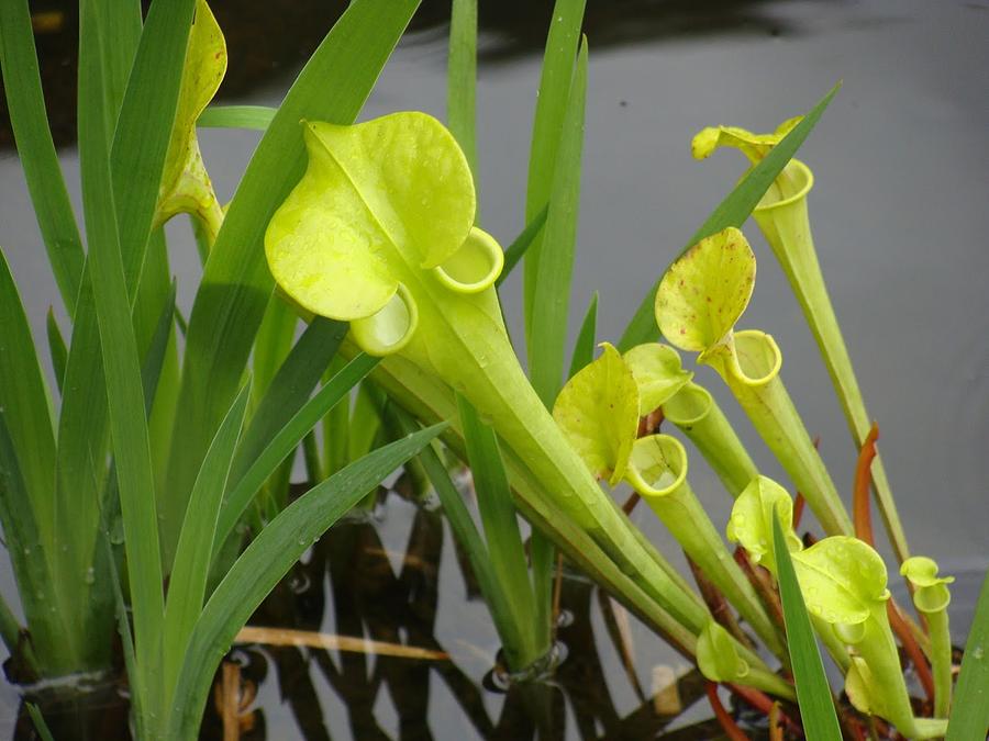 Sarracenia Pitcher Plant Photograph by Anthony Seeker