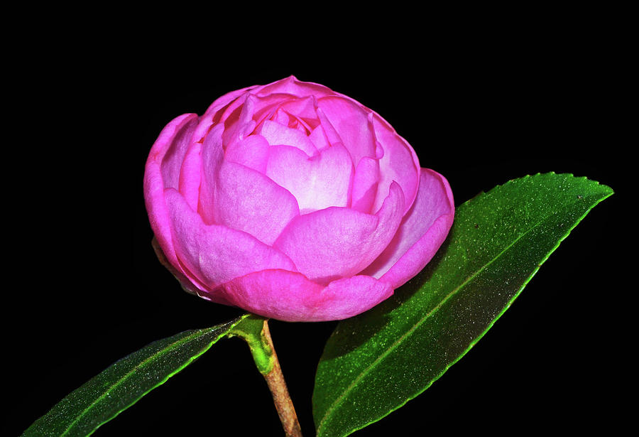 Sasanqua Camellia - Pink Snow 001 Photograph by George Bostian