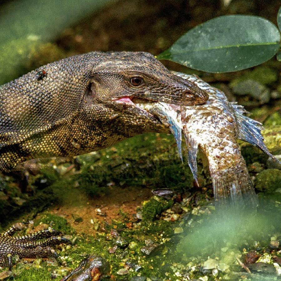 Sashimi Yum! #monitorlizard #lizard Photograph by Freddie Tay - Mobile  Prints