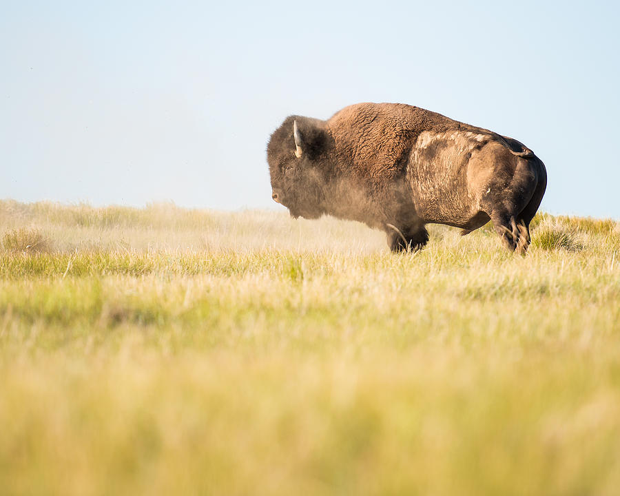 Saskatchewan Bison Photograph by Matt Hammerstein