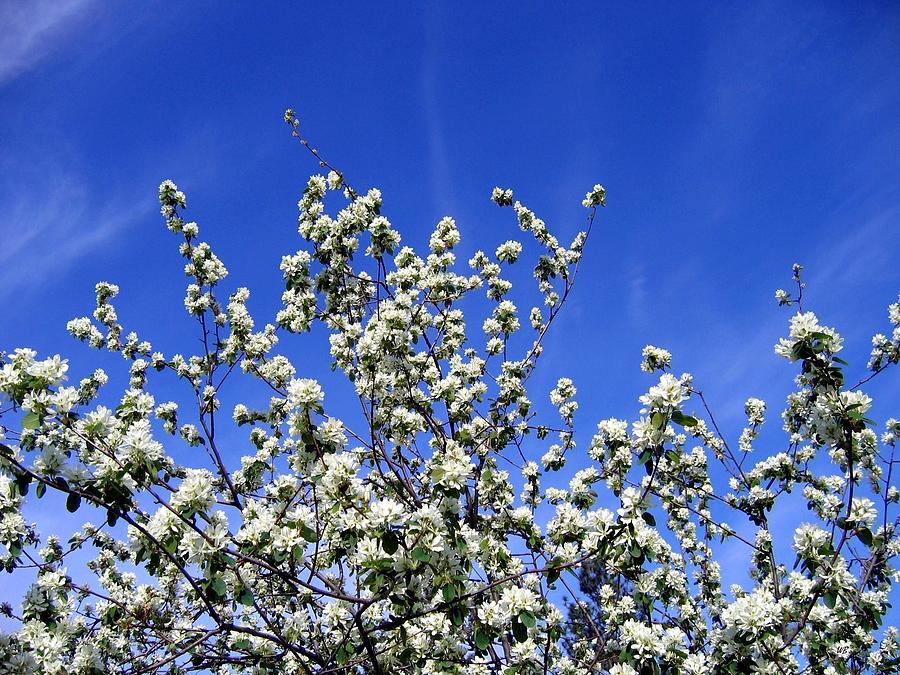 Spring Photograph - Saskatoon Blossoms by Will Borden