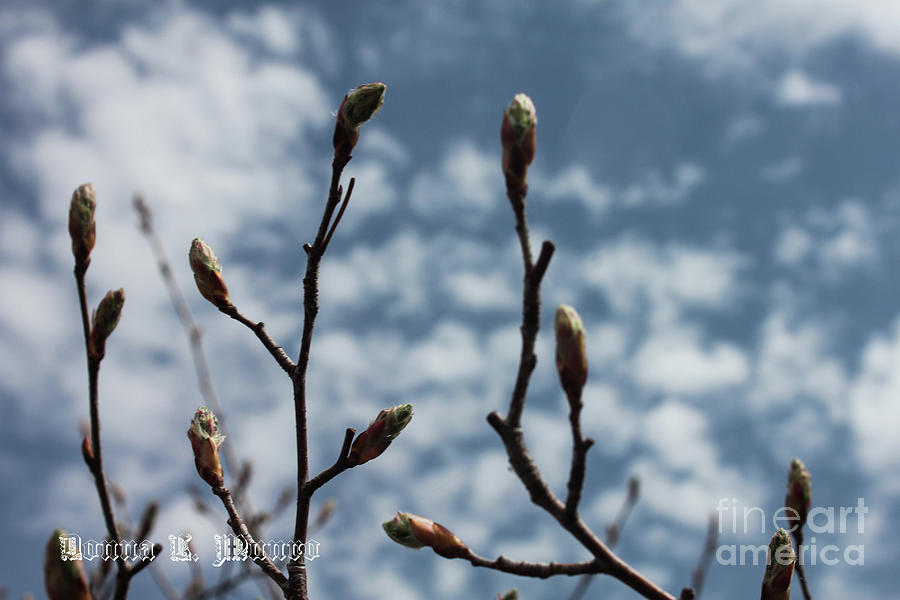 Saskatoon Buds and Clouds Photograph by Donna L Munro