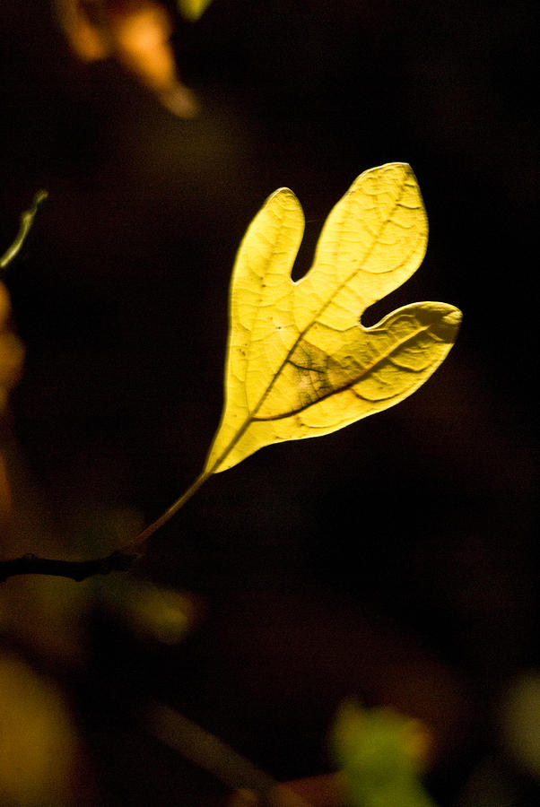 Sassafras Leaf Aglow Photograph by Douglas Barnett