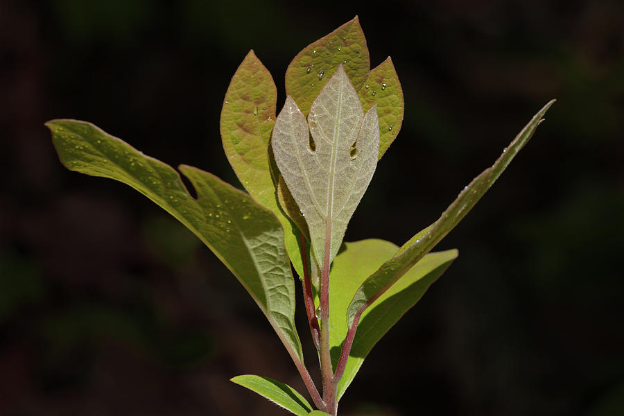 Sassafras leaves Photograph by Grant Groberg