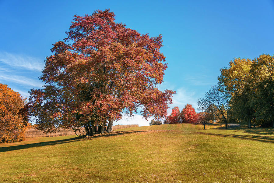 Sassafras Tree at Sioux Park 2 7R2_DSC2536_10232017 Photograph by Greg Kluempers