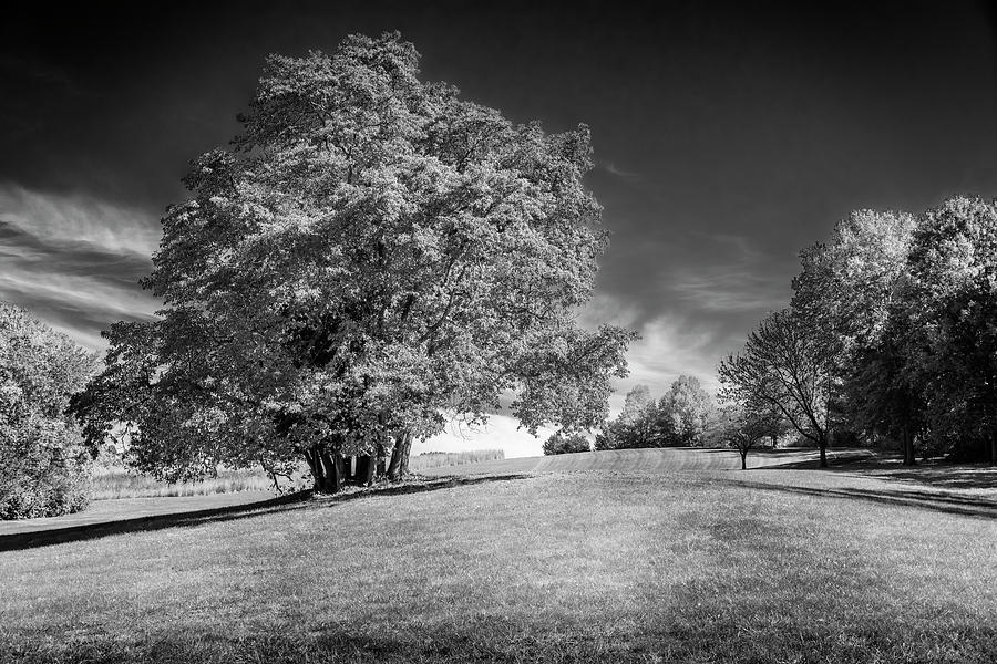 Sassafras Tree at Sioux Park Black and White 7R2_DSC2536_10232017 Photograph by Greg Kluempers