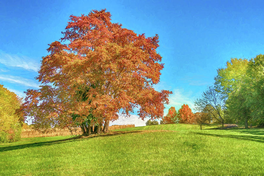 Sassafras Tree at Sioux Passage Park Photo Painting 1-7R2_DSC2536_10232017 Photograph by Greg Kluempers