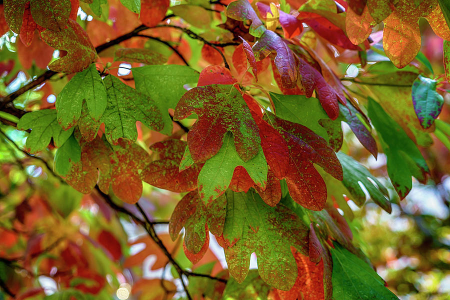 Sassafras Tree Fall Colors 7R2_DSC1842_16-10-09 Photograph by Greg Kluempers