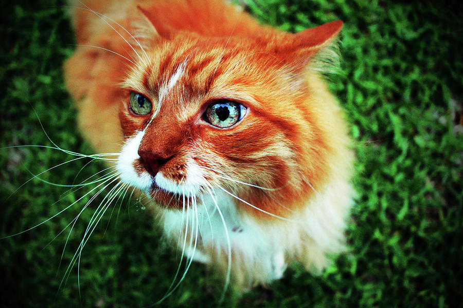 Sassy Cat Photograph by Cynthia Guinn