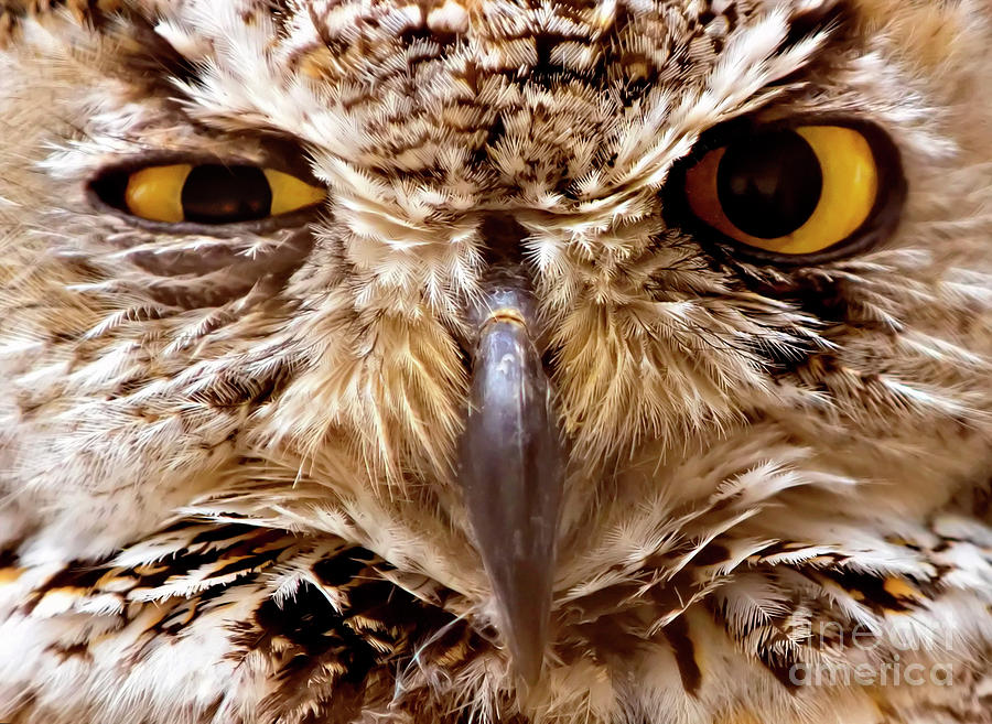 Sassy Owl Photograph by Bill Frische