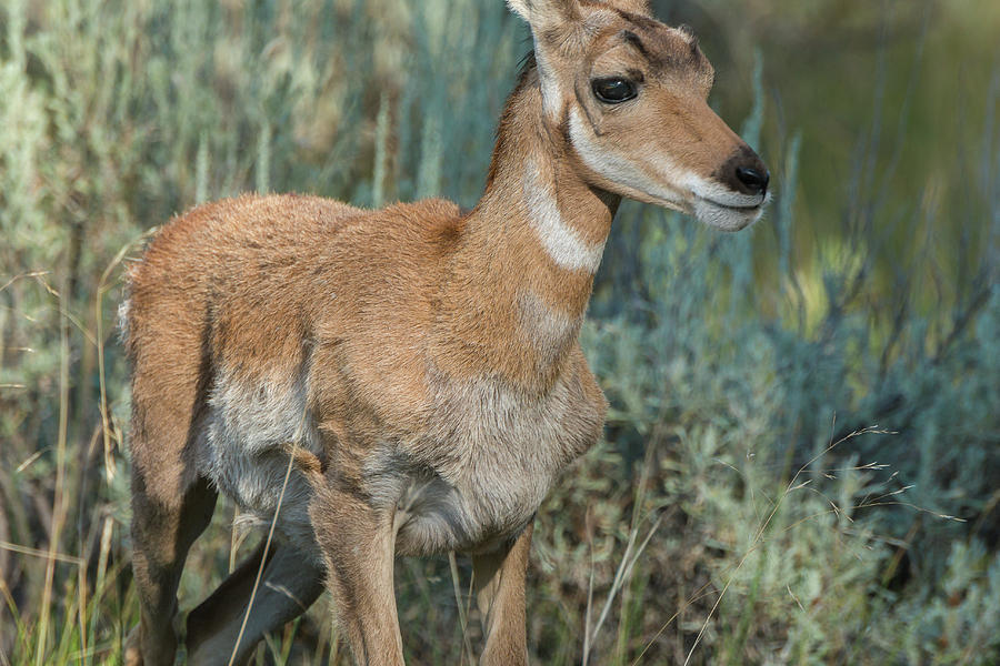 Sassy Pronghorn Fawn Photograph by Yeates Photography