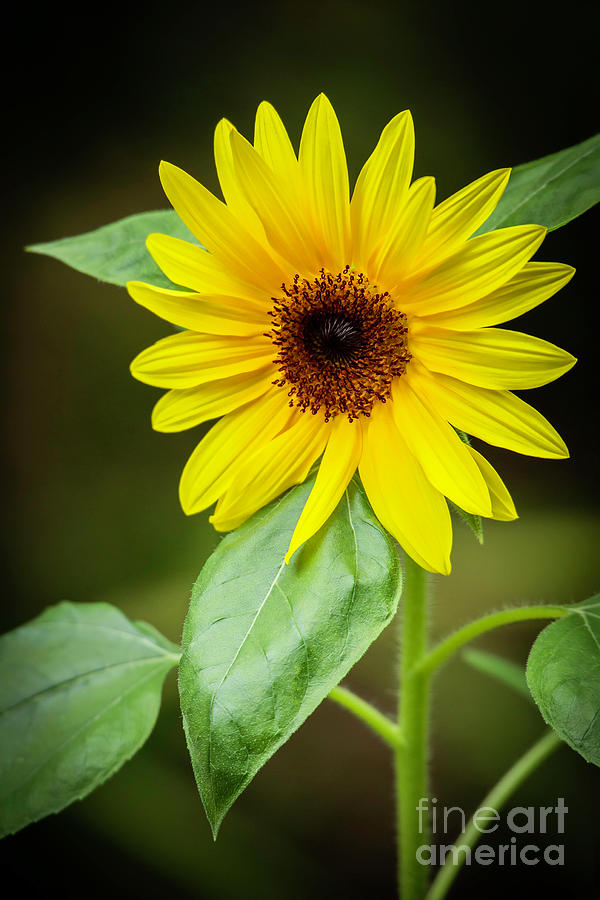 Sassy Sunflower Photograph by Sabrina L Ryan