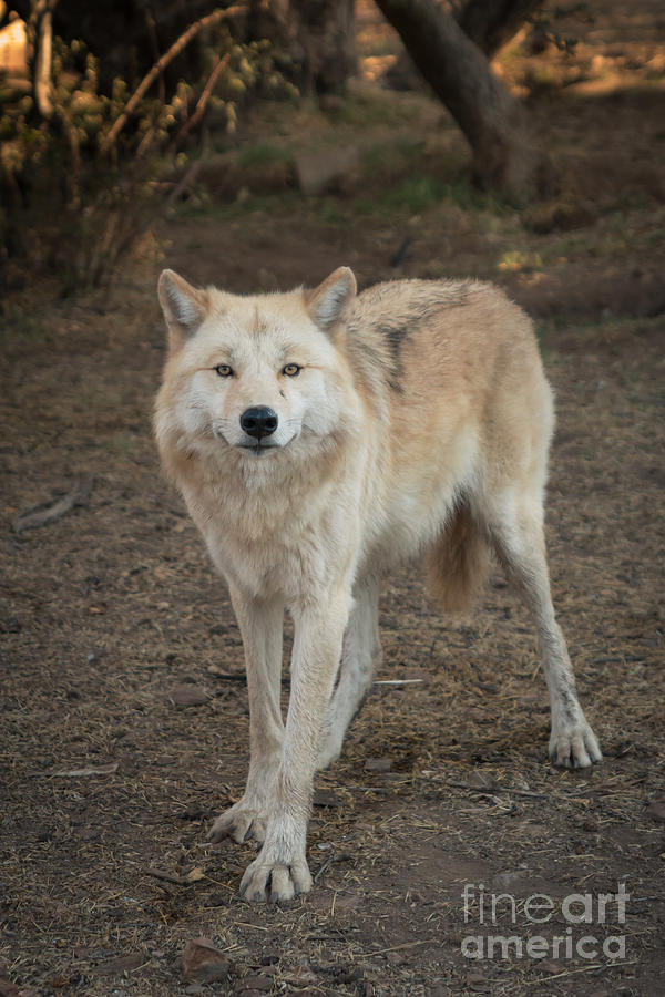 Wolves Photograph - Sassy Wolf by Ana V Ramirez