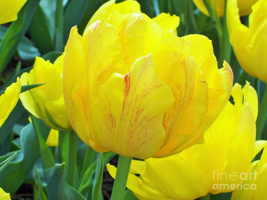Sassy Yellow Tulip Photograph by Carol Riddle