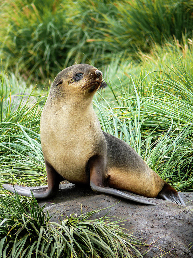 Sassy Young Seal On A Rock Photograph by Elizabeth Hershkowitz | Fine ...