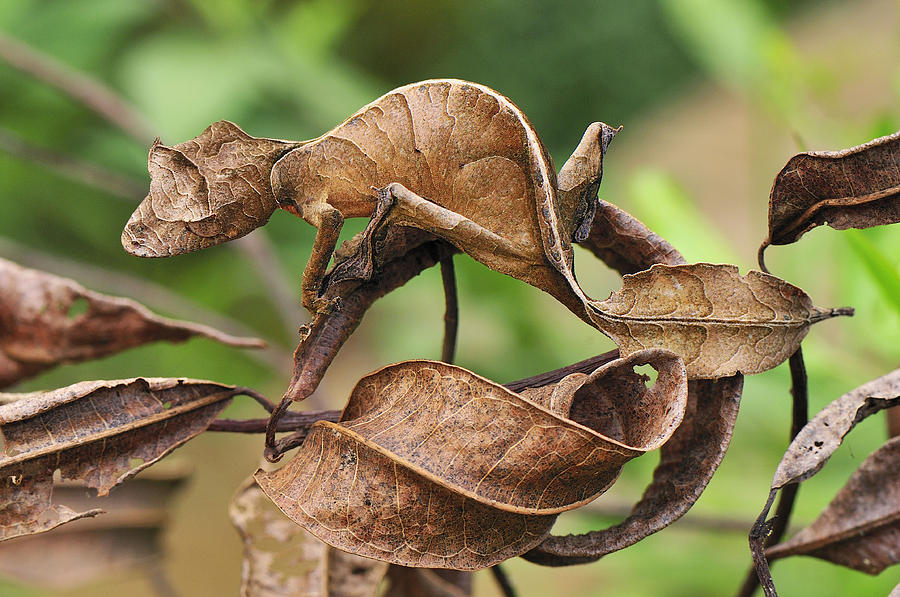 Bread Digital Art - Satanic Leaf-Tailed Gecko by Super Lovely