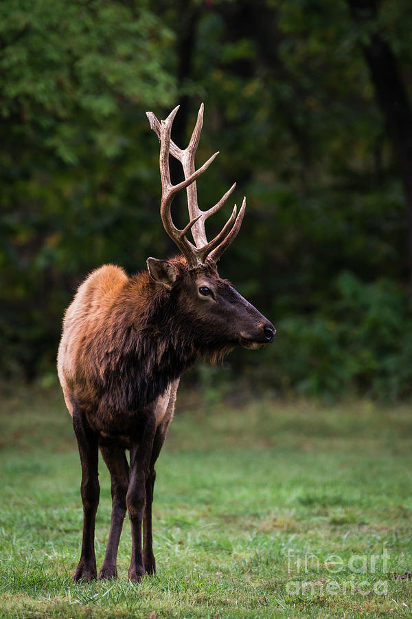 Satellite Bull Elk Left Photograph by Andrea Silies - Pixels