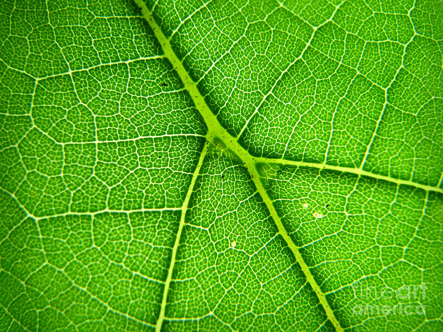Satellite Leaf Photograph Photograph by Kristen Fox
