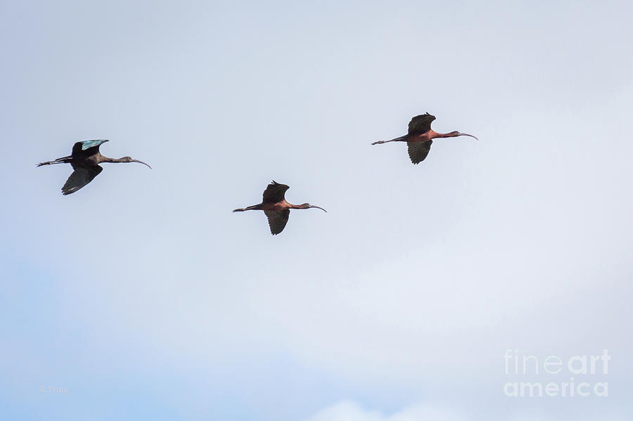 A flight of Three Satin Ibis Photograph by Rene Triay FineArt Photos