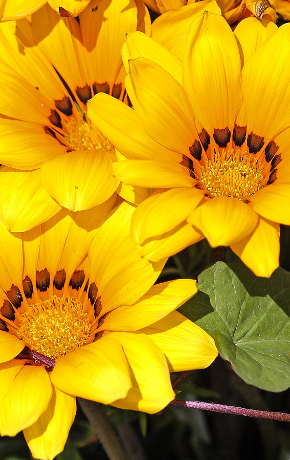 Satin Yellow Florals Photograph by E Faithe Lester