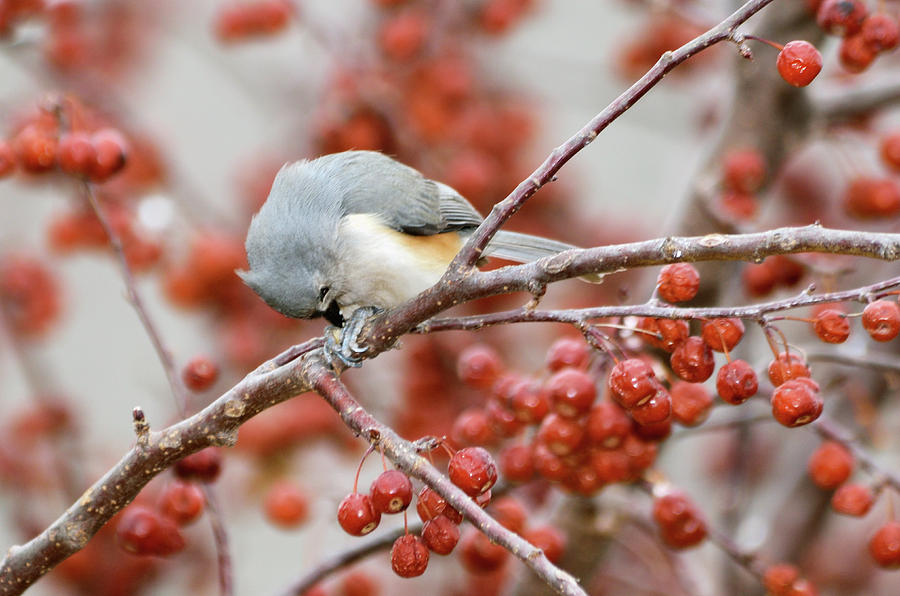 Titmouse Photograph - Satisfaction by Betty LaRue