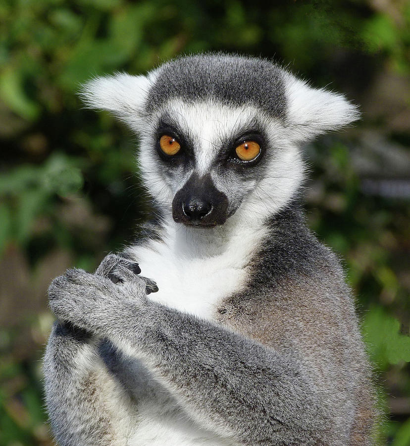 Satisfied Ring-tailed Lemur Photograph by Margaret Saheed