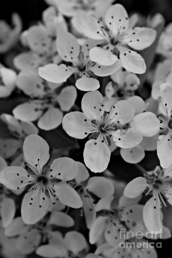 Satsuma Plum Blossom Photograph by Clare Bevan