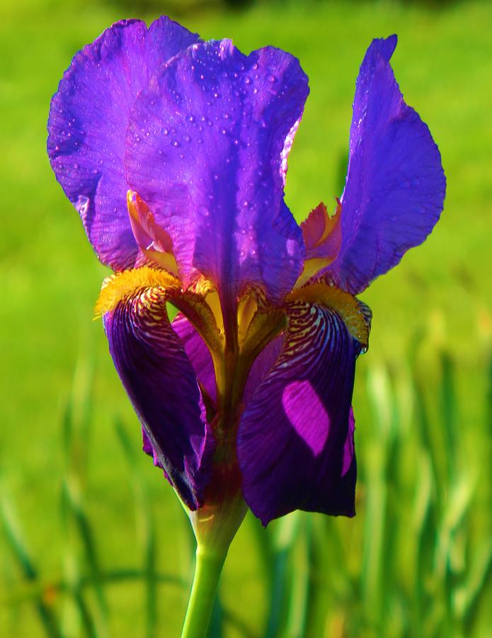 Saturated Purple Iris Photograph by Gallery Of Hope 
