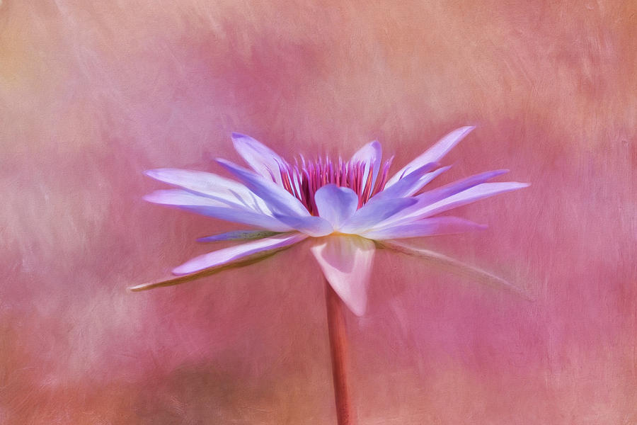 Lily Photograph - Saturday In The Park by Kim Hojnacki