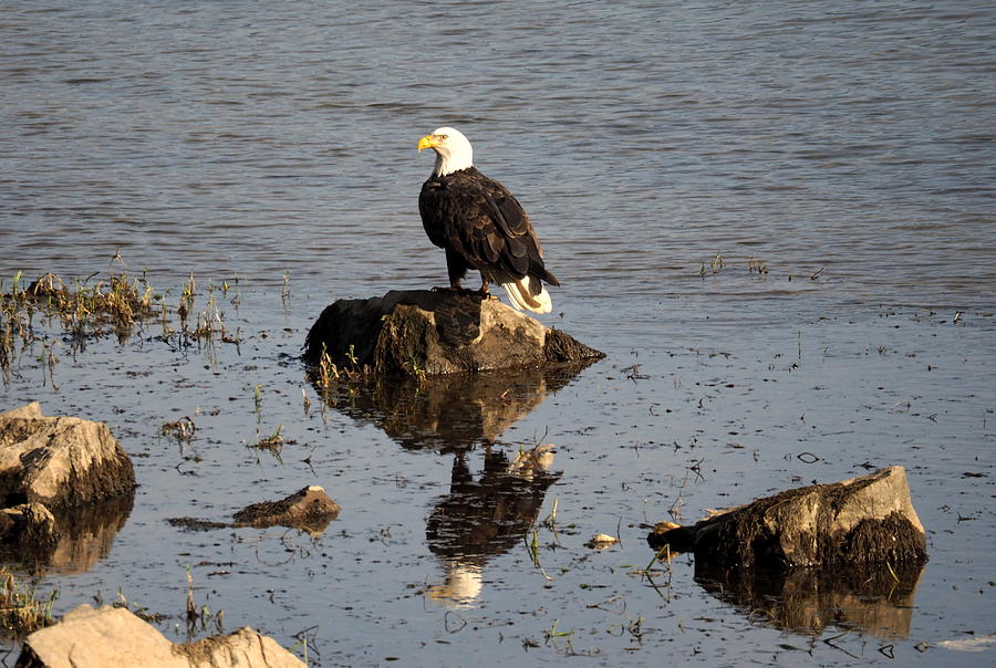 Eagles Photograph - Saturday November 21 2015 by Darrell MacIver Eagles Photograph - Saturday November 21 2015 by Darrell MacIver