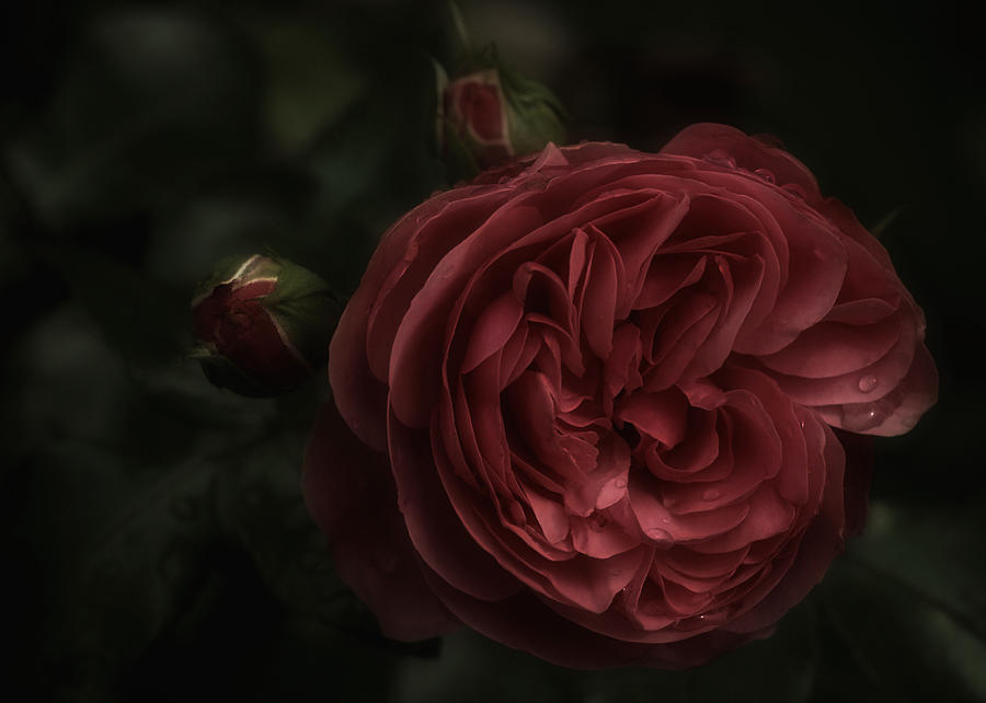 Saturday Romantic Rose Photograph by Richard Cummings