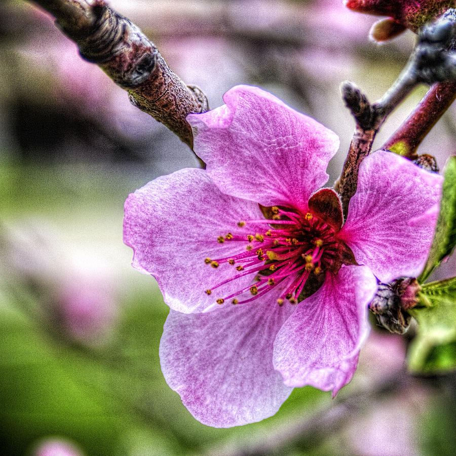 Flower Photograph - Saturn Peach Blossom by Roger Passman