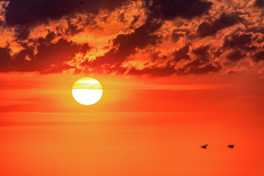 Sauble Beach Sunset - Pairing Up 2 Photograph by Steve Harrington