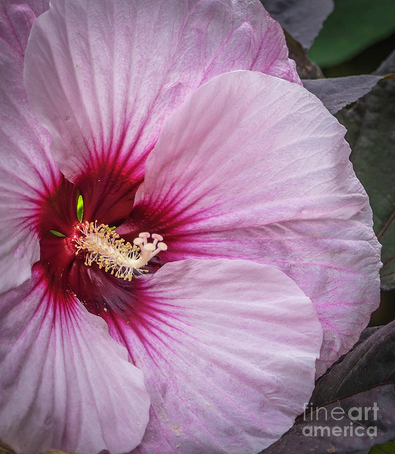 Saucer Hibiscus Photograph by Cathy Donohoue