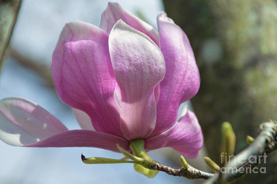 Saucer Magnolia Photograph by Diana Mary Sharpton