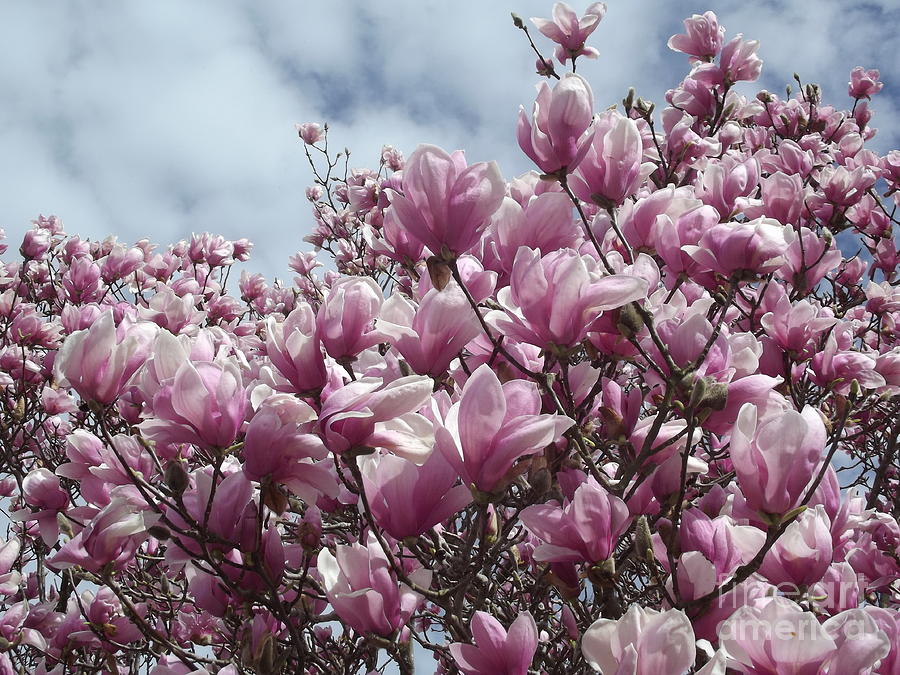 Saucer Magnolia in Bloom Photograph by Cheryl Hardt Art